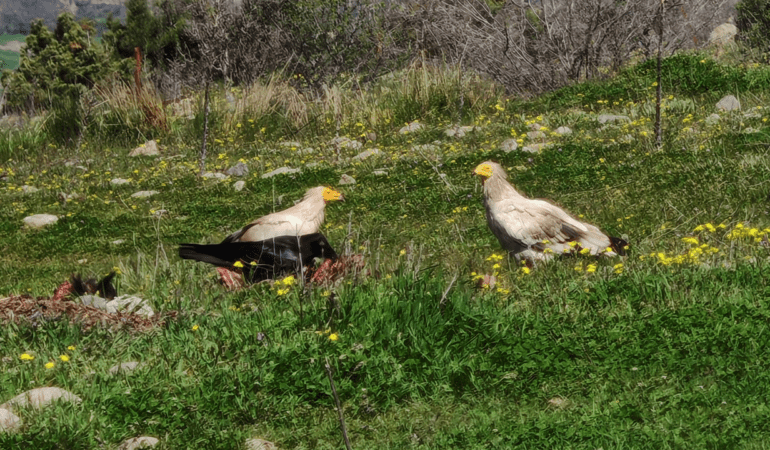 Nesli Tehlikedeki Mısır Akbabaları Bolu’da Görüntülendi