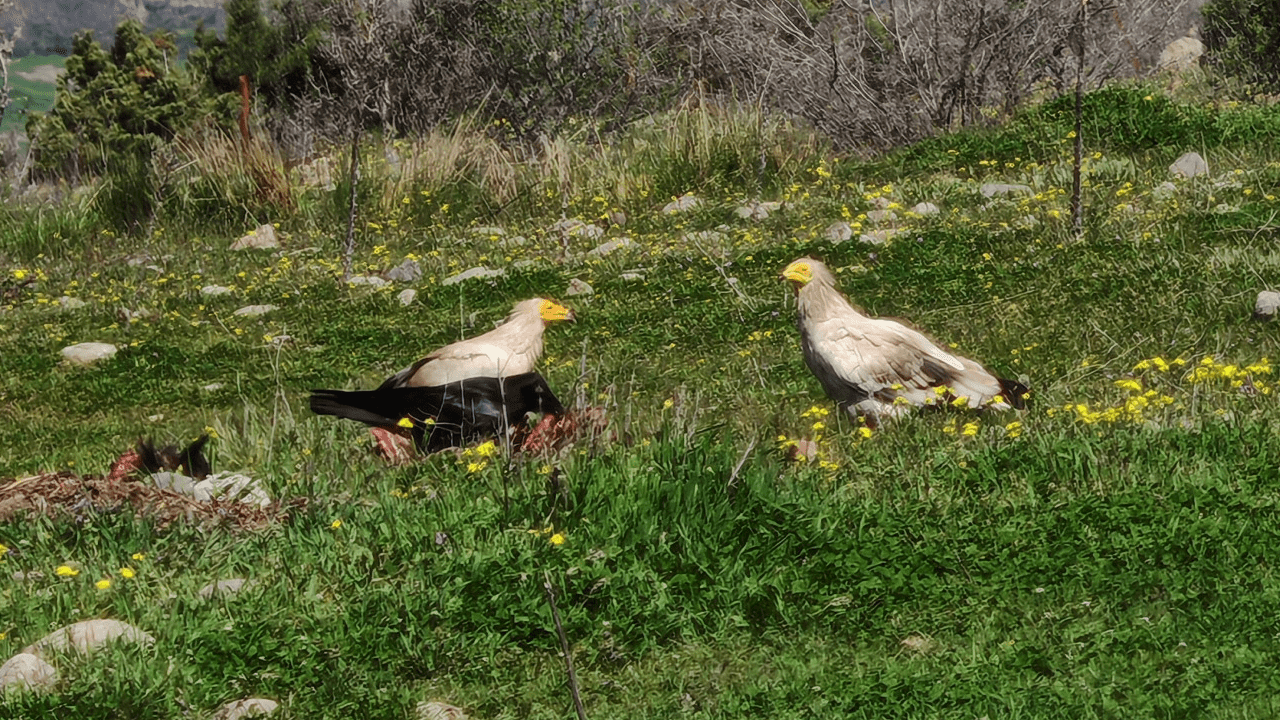 Nesli Tehlikedeki Mısır Akbabaları Bolu’da Görüntülendi