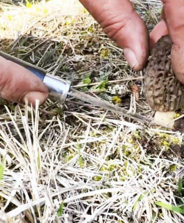 Ormanların ‘Gram Altını’ Çıktı: Kastamonu’da Servet Mesaisi