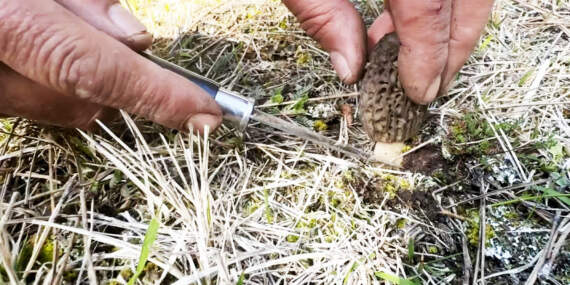 Ormanların ‘Gram Altını’ Çıktı: Kastamonu’da Servet Mesaisi