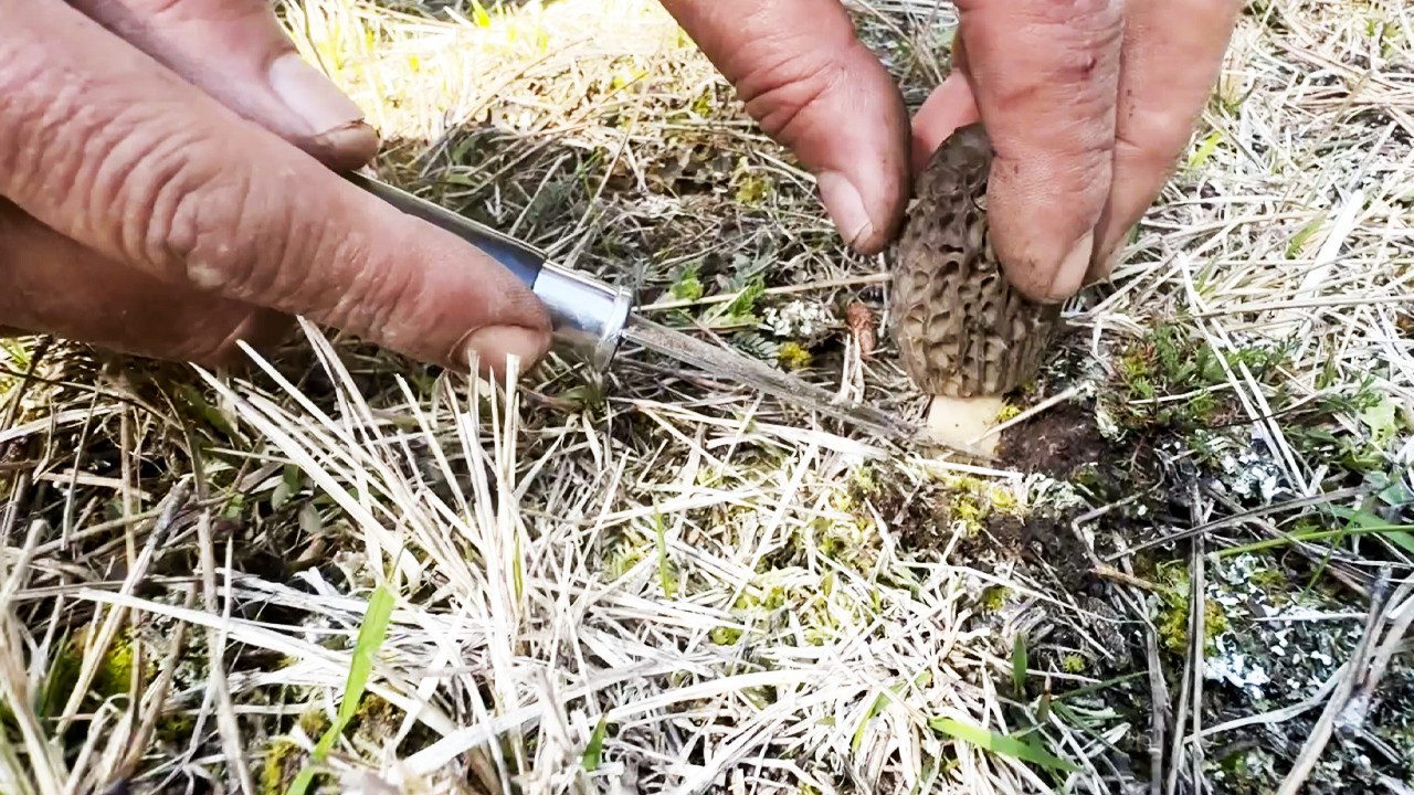 Ormanların ‘Gram Altını’ Çıktı: Kastamonu’da Servet Mesaisi