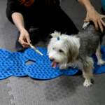 Yumoş’un Tedavi Süreci Umut Veriyor