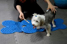 Yumoş’un Tedavi Süreci Umut Veriyor