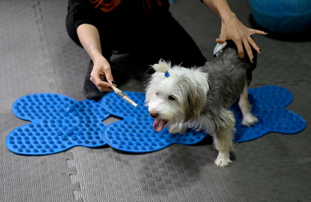 Yumoş’un Tedavi Süreci Umut Veriyor