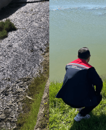 Tekirdağ’da Toplu Balık Ölümü Alarmı! İnceleme Başlatıldı