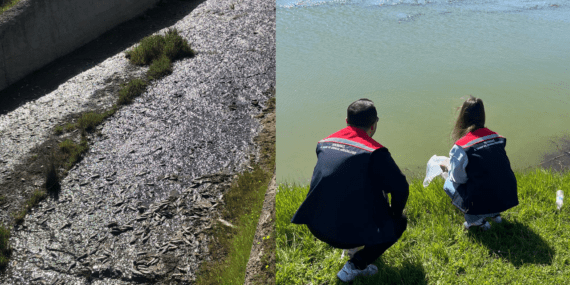 Tekirdağ’da Toplu Balık Ölümü Alarmı! İnceleme Başlatıldı