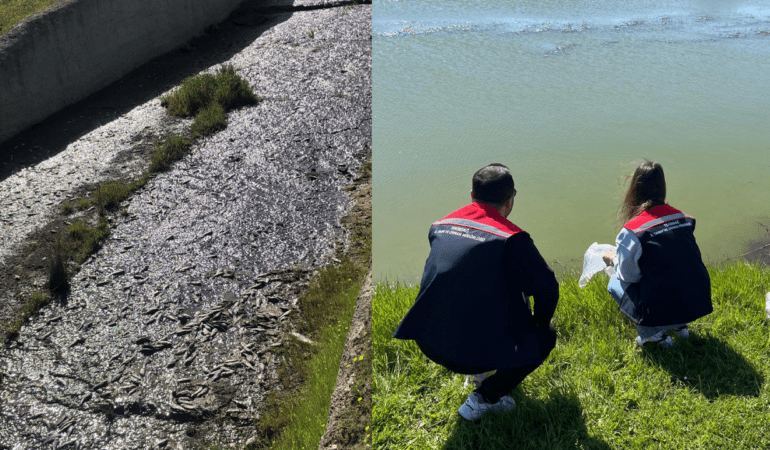 Tekirdağ’da Toplu Balık Ölümü Alarmı! İnceleme Başlatıldı