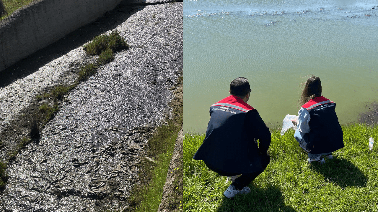 Tekirdağ’da Toplu Balık Ölümü Alarmı! İnceleme Başlatıldı