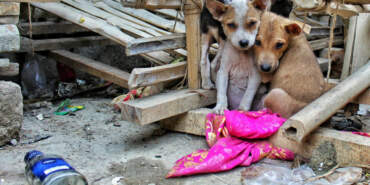 Türkiye Genelindeki Sokak Hayvanlarının Yüzde 75’i ‘Toplandı’
