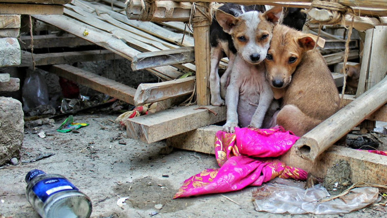 Türkiye Genelindeki Sokak Hayvanlarının Yüzde 75’i ‘Toplandı’
