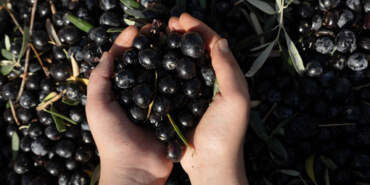 Türkiye’nin Zeytin Devinden Konkordato: 40 Yıllık Şirkete 3 Ay Süre Verildi