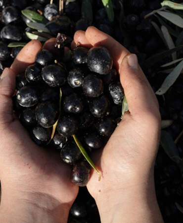 Türkiye’nin Zeytin Devinden Konkordato: 40 Yıllık Şirkete 3 Ay Süre Verildi