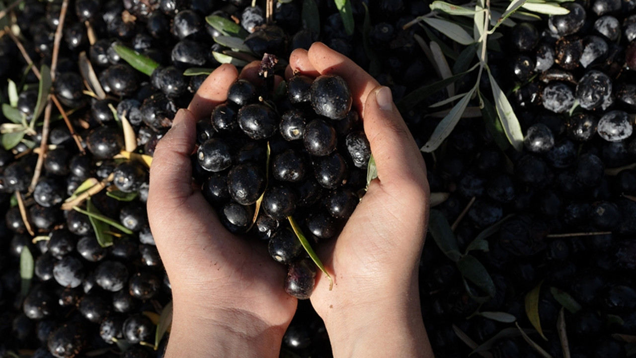 Türkiye’nin Zeytin Devinden Konkordato: 40 Yıllık Şirkete 3 Ay Süre Verildi