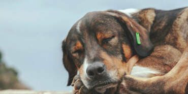 Yaşam Hakkı Kazandı: İstanbul’da Sokak Köpekleri İçin ‘Ötanazi’ ve ‘Kampüs Sürgünü’ Maddeleri İptal