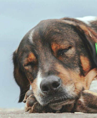 Yaşam Hakkı Kazandı: İstanbul’da Sokak Köpekleri İçin ‘Ötanazi’ ve ‘Kampüs Sürgünü’ Maddeleri İptal