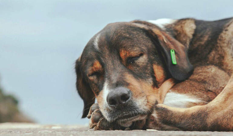 Yaşam Hakkı Kazandı: İstanbul’da Sokak Köpekleri İçin ‘Ötanazi’ ve ‘Kampüs Sürgünü’ Maddeleri İptal