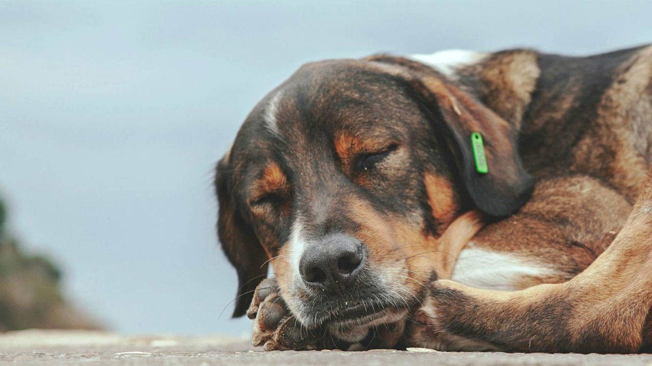 Yaşam Hakkı Kazandı: İstanbul’da Sokak Köpekleri İçin ‘Ötanazi’ ve ‘Kampüs Sürgünü’ Maddeleri İptal