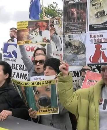 İstanbul’da hayvan hakları kararı: Toplatma ve “ötanazi” maddeleri geri çekildi