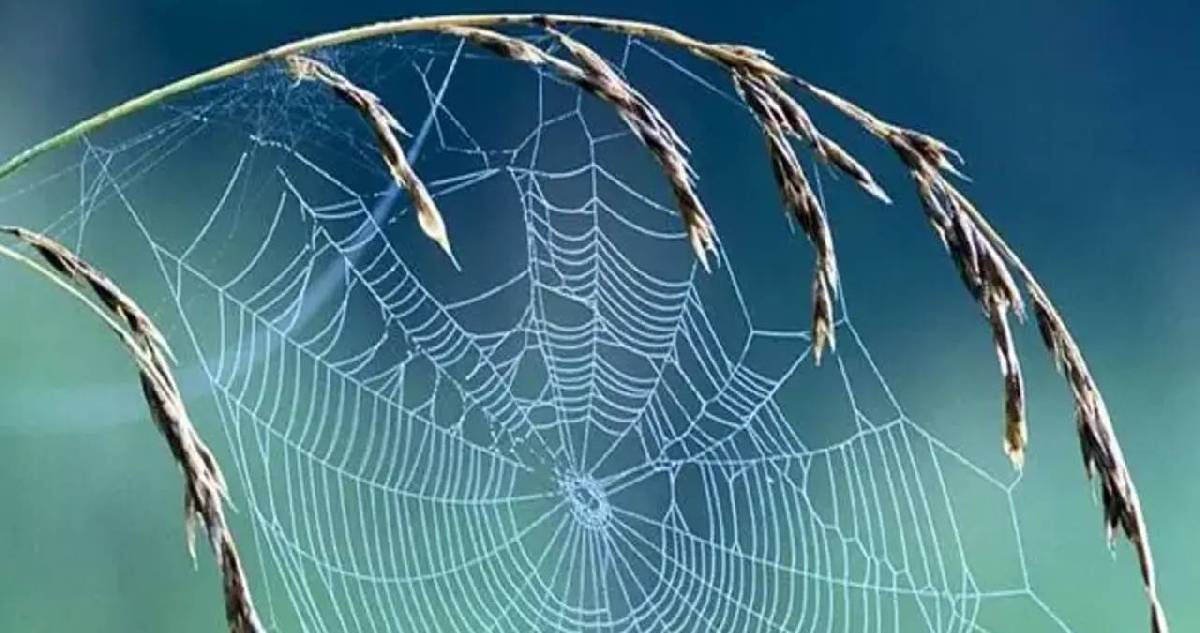 Huylanma dönemi kapandı! Örümcek ağlarının etkilerine inanamayacaksınız