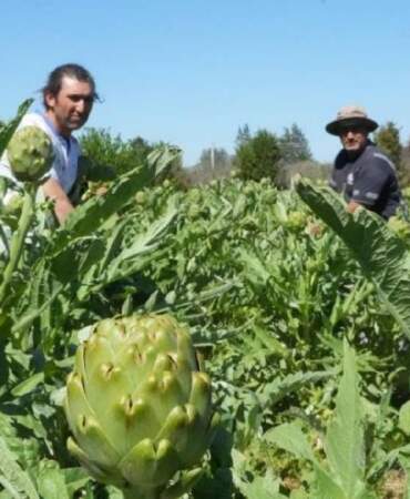 Karaciğer dostu üründe hasat sürüyor! Yılda 11.000 ton ürün elde ediliyor