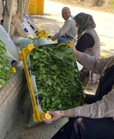 Fiyatı üzümü geçti! 120 TL’den çiftçiye peşin gelir sağlıyor