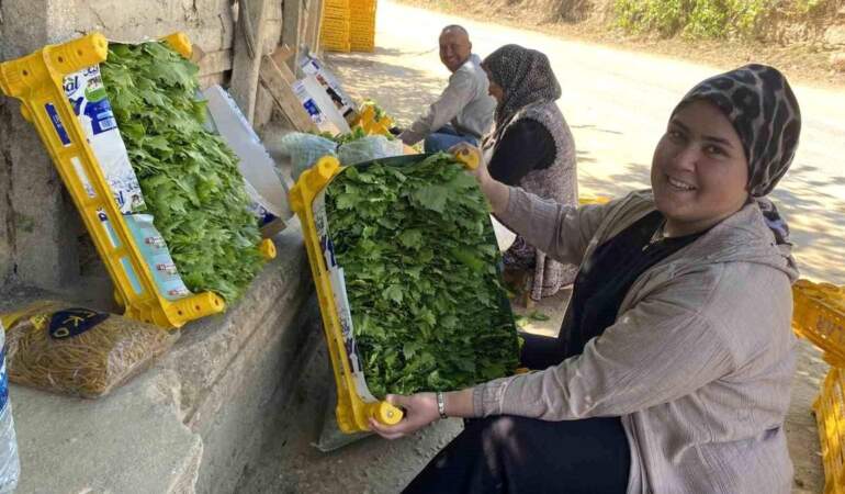 Fiyatı üzümü geçti! 120 TL’den çiftçiye peşin gelir sağlıyor