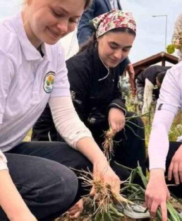 Kendileri yetiştirdi kendileri topladı! Fakülte hasadı başladı