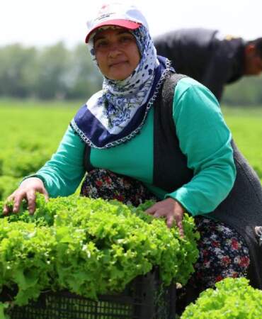 Doğu’nun Çukurovası’nda hasat heyecanı! 200 ton üzeri verim bekleniyor