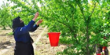 Sabah erkeden toplanıyor, verimi üreticiyi sevindiriyor! Dumanlı papaz eriğinde hasat vakti