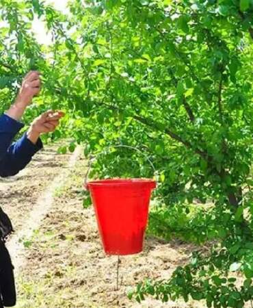 Sabah erkeden toplanıyor, verimi üreticiyi sevindiriyor! Dumanlı papaz eriğinde hasat vakti