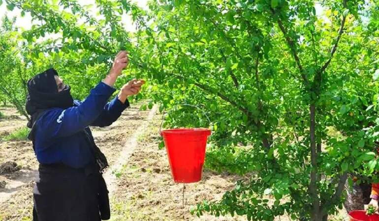 Sabah erkeden toplanıyor, verimi üreticiyi sevindiriyor! Dumanlı papaz eriğinde hasat vakti
