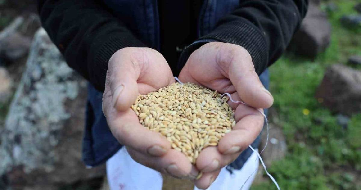 Ekimi başladı! Kilosu 350 TL’yi buluyor, tonu 140 bin TL’den satılıyor! Karacadağ bölgesinin olmazsa olmazı