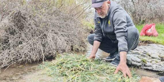 Kilosu 600 TL’yi gördü! Yere çöküp tek tek topluyorlar