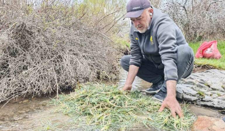 Kilosu 600 TL’yi gördü! Yere çöküp tek tek topluyorlar