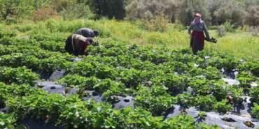 Tarlada 90, markette 150 TL! Hatay’da  hasat başladı