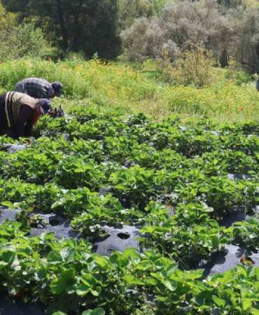 Tarlada 90, markette 150 TL! Hatay’da  hasat başladı