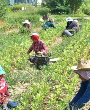 Çiftçiye ‘Jandarma’ tehditli haciz şoku: Kanuna rağmen evleri ve traktörleri satışa çıkarıldı…