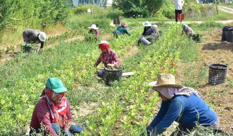 Çiftçiye ‘Jandarma’ tehditli haciz şoku: Kanuna rağmen evleri ve traktörleri satışa çıkarıldı…