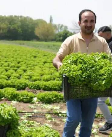 2026’nın ilk hasadı başladı! Doğu’nun Çukurova’sından sevindiren haber: Çiftçiler tarlada buluştu