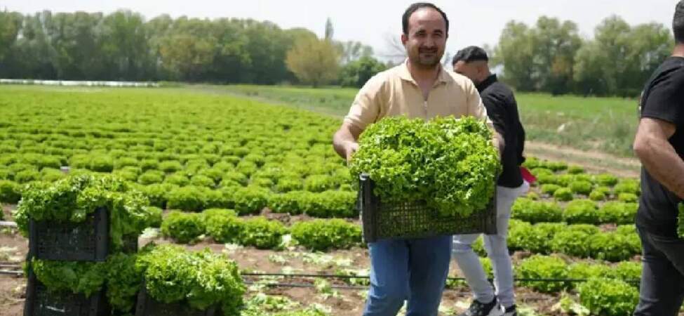 2026’nın ilk hasadı başladı! Doğu’nun Çukurova’sından sevindiren haber: Çiftçiler tarlada buluştu