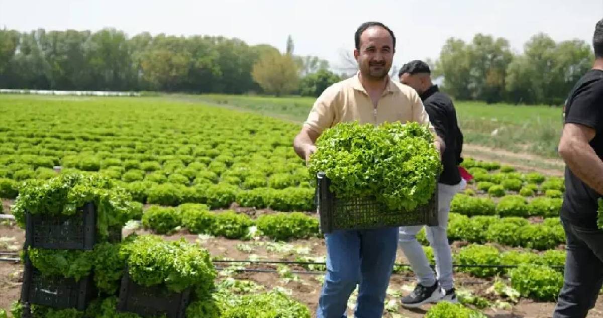 2026’nın ilk hasadı başladı! Doğu’nun Çukurova’sından sevindiren haber: Çiftçiler tarlada buluştu