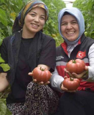Üretimde aktif kadın eli! 550.000 ton ürün bekleniyor