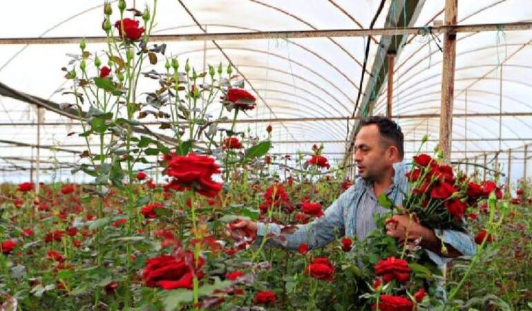Anneler gününü fırsat biliyorlar! Üreticide 20 TL’ye satılıyor, çiçekçilerde 200 TL’ye