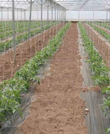 23 dekarda 3 farklı hasat yapılıyor! Bölge ekonomisine katkı sağlıyor