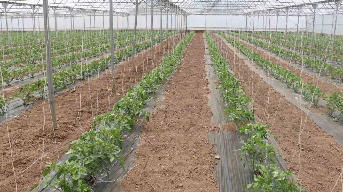 23 dekarda 3 farklı hasat yapılıyor! Bölge ekonomisine katkı sağlıyor