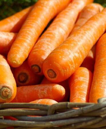 Havuçları sebzeliğe koymadan önce düşünün! 10 gün boyunca tazecik tüketebilirsiniz: Bu yöntemi deneyin