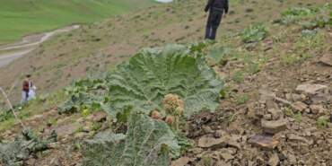 Vatandaşın yüksek rakımda mesaisi başladı! Tek tek toplayıp, kilosunu 150 TL’den satıyorlar