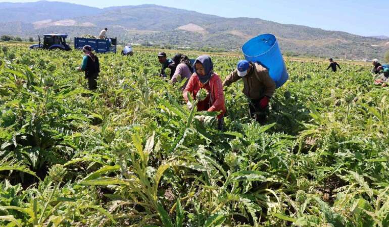 Tarlada ‘Yeşil elmas’ mesaisi sürüyor! Tanesi 35 TL’den çıkıyor
