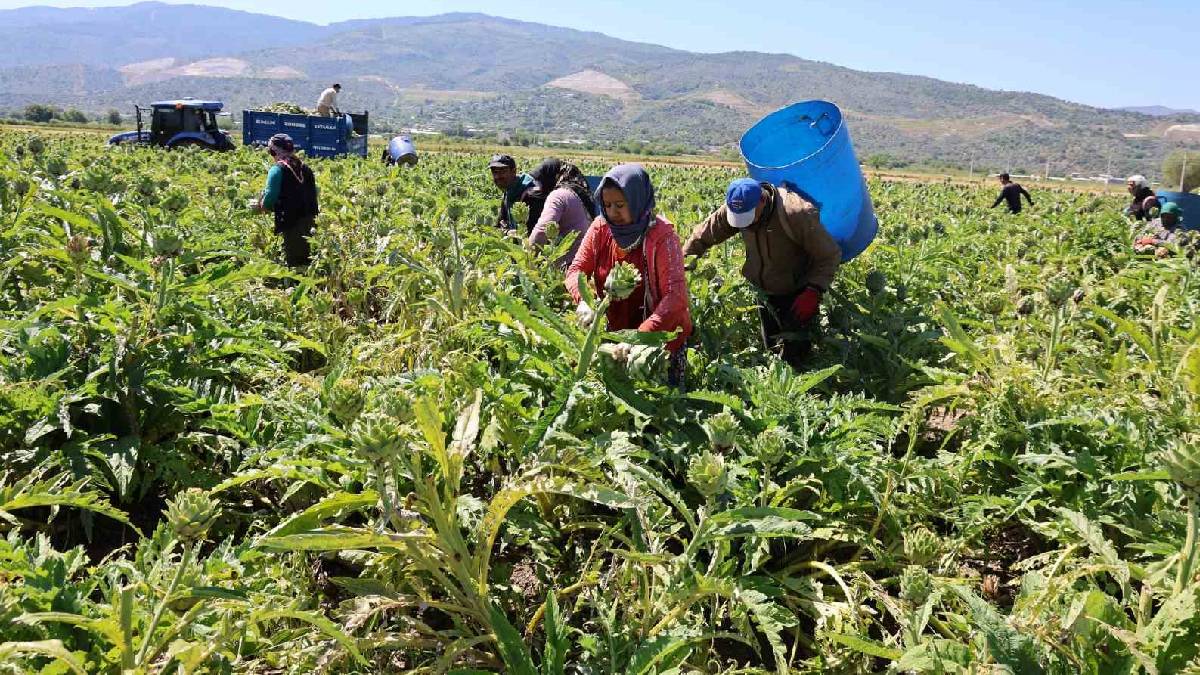 Tarlada ‘Yeşil elmas’ mesaisi sürüyor! Tanesi 35 TL’den çıkıyor