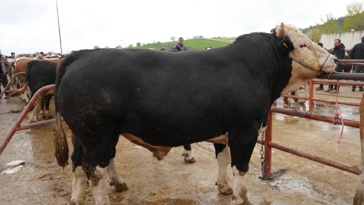 Pazarın 850 kiloluk gözdesi! ‘Polat’ fiyatıyla şaşırttı